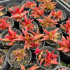 [PACK of 10 PLANTS] x Crassula Fusca (TOP CUT)
