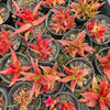 [PACK of 10 PLANTS] x Crassula Fusca (TOP CUT)