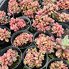 [PACK of 10 PLANTS] x Echeveria Manaudes (CLUSTER)