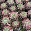 [PACK of 10 PLANTS] x Echeveria 'Rosita' (KRF)