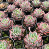 [PACK of 10 PLANTS] x Echeveria 'Rosita' (KRF)