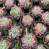 [PACK of 10 PLANTS] x Echeveria 'Rosita' (KRF)