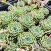 [PACK of 10 PLANTS] x Echeveria 'Nobaranosei' (Echeveria 'Alienor')
