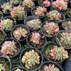 [PACK of 10 PLANTS] x Echeveria 'Dark Vader' CREST