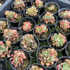 [PACK of 10 PLANTS] x Echeveria 'Dark Vader' CREST