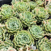 [PACK of 10 PLANTS] x Echeveria 'Nobaranosei' (Echeveria 'Alienor')