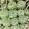 [PACK of 10 PLANTS] x Echeveria 'Nobaranosei' (Echeveria 'Alienor')