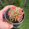 [PACK of 10 PLANTS] x Echeveria 'Dark Vader' CREST