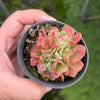 [PACK of 10 PLANTS] x Echeveria 'Dark Vader' CREST