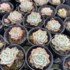 [PACK of 10 PLANTS] x  Echeveria Crystal Fairy