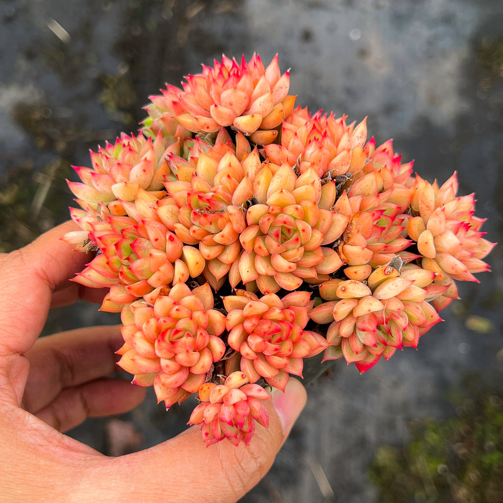 mebina succulent Echeveria Mebina (CLUSTER) – LET LOVE GROW (Succulent & Cactus)