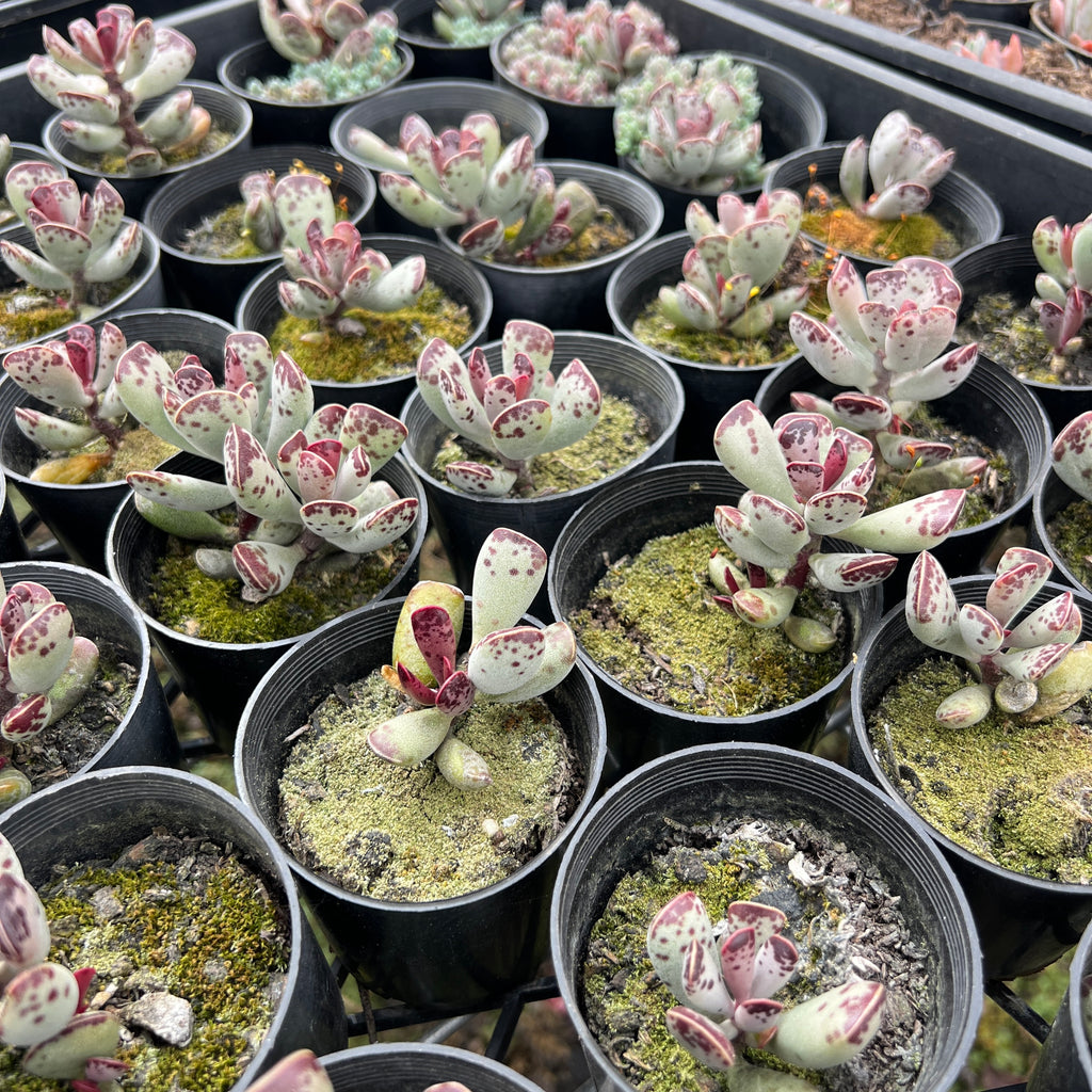 [PACK of 10 PLANTS] x Adromischus triflorus