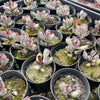 [PACK of 10 PLANTS] x Adromischus triflorus
