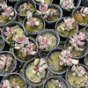 [PACK of 10 PLANTS] x Adromischus triflorus