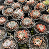 [PACK of 10 PLANTS] x Echeveria pinwheel 'Revolution'