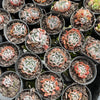 [PACK of 10 PLANTS] x Echeveria pinwheel 'Revolution'