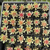 [PACK of 10 PLANTS] x Echeveria 'Jelly Jam'