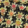 [PACK of 10 PLANTS] x Echeveria 'Jelly Jam'