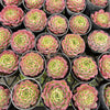 [PACK of 10 PLANTS] x Echeveria 'Hermes'