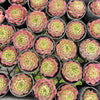 [PACK of 10 PLANTS] x Echeveria 'Hermes'