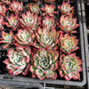 [PACK of 10 PLANTS] x Echeveria colorata var. Brandtii