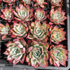 [PACK of 10 PLANTS] x Echeveria colorata var. Brandtii