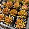 [PACK of 10 PLANTS] x Echeveria Belato - PKJ