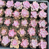 [PACK of 10 PLANTS] x Graptopetalum 'Purple Delight'