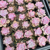[PACK of 10 PLANTS] x Graptopetalum 'Purple Delight'