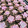 [PACK of 10 PLANTS] x Graptopetalum 'Purple Delight'