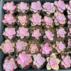 [PACK of 10 PLANTS] x Graptopetalum 'Purple Delight'