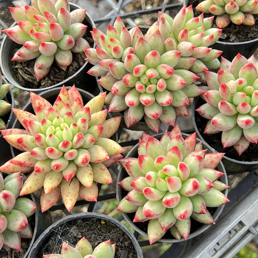 succulent korea Echeveria Yeonji