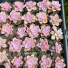 [PACK of 10 PLANTS] x Graptopetalum 'Purple Delight'
