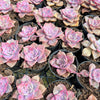 [PACK of 10 PLANTS] x Graptopetalum 'Purple Delight'