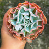 [PACK of 10 PLANTS] x Echeveria pinwheel 'Revolution'