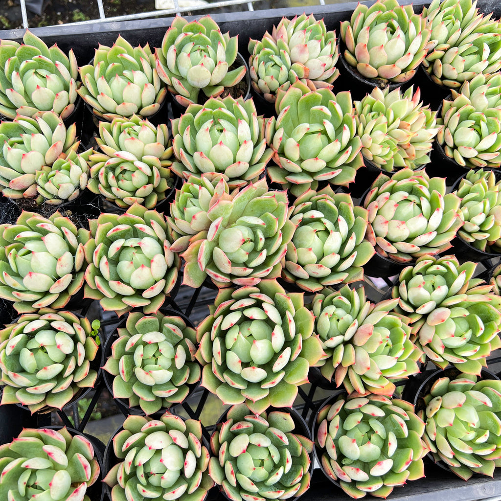 [PACK of 10 PLANTS] x Echeveria ' Pink Dragon' (KRF)