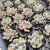 [PACK of 10 PLANTS] x Graptoveria 'Topsy-Debbie' (aka Graptoveria 'Lilac Spoons')