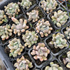 [PACK of 10 PLANTS] x Graptoveria 'Topsy-Debbie' (aka Graptoveria 'Lilac Spoons')