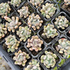 [PACK of 10 PLANTS] x Graptoveria 'Topsy-Debbie' (aka Graptoveria 'Lilac Spoons')