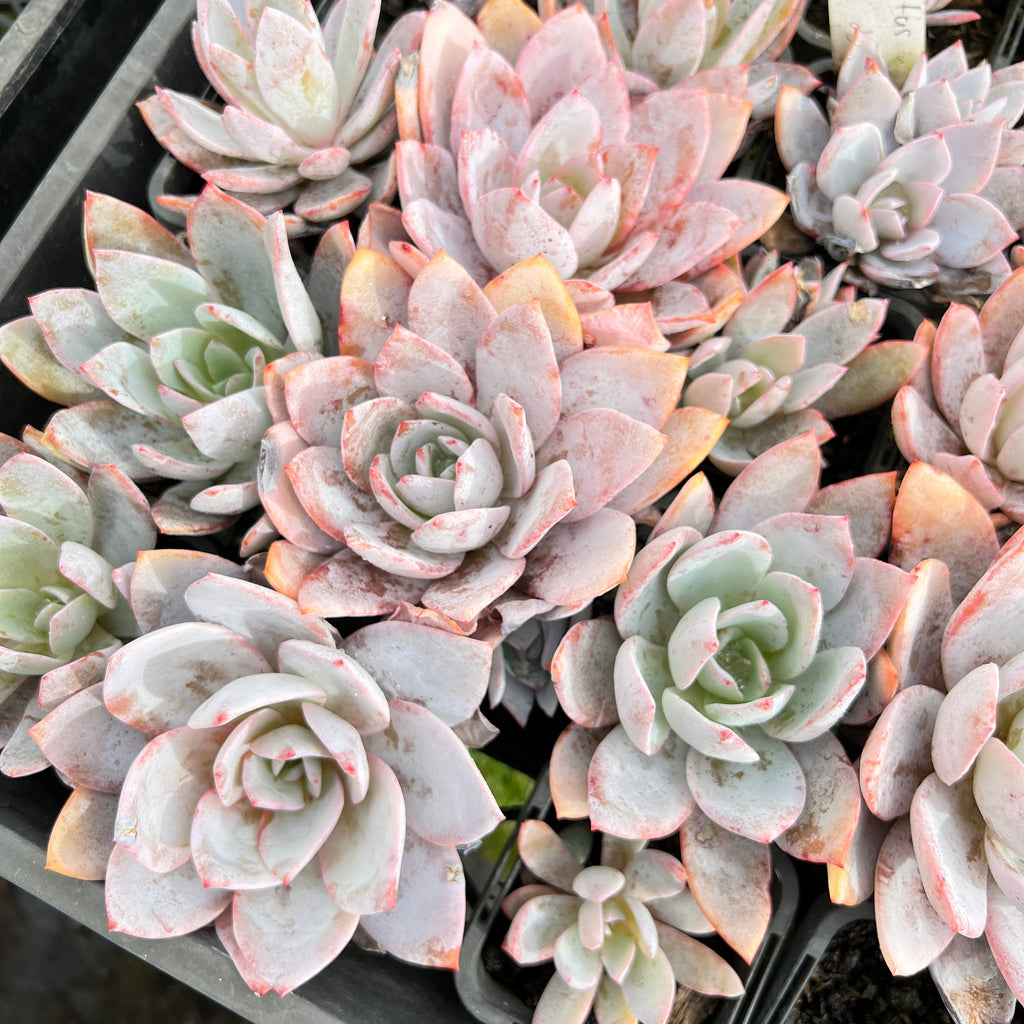 white echeveria succulent Echeveria 'White Lotus' – LET LOVE GROW (Succulent & Cactus)