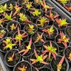 [PACK of 10 PLANTS] x Crassula Fusca (TOP CUT)