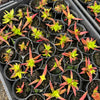 [PACK of 10 PLANTS] x Crassula Fusca (TOP CUT)