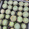[PACK of 10 PLANTS] x Echeveria simulans 'Laguna Sanchez'