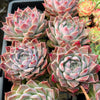 [PACK of 10 PLANTS] x  Echeveria 'Love Goddess'