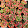 [PACK of 10 PLANTS] x Echeveria 'Angela Star' (KRF)