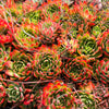 [PACK of 10 PLANTS] x  Echeveria agavoides 'Miranda'