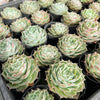 [PACK of 10 PLANTS] x Echeveria simulans 'Laguna Sanchez'