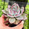 [PACK of 10 PLANTS] x  Echeveria Black Barbara