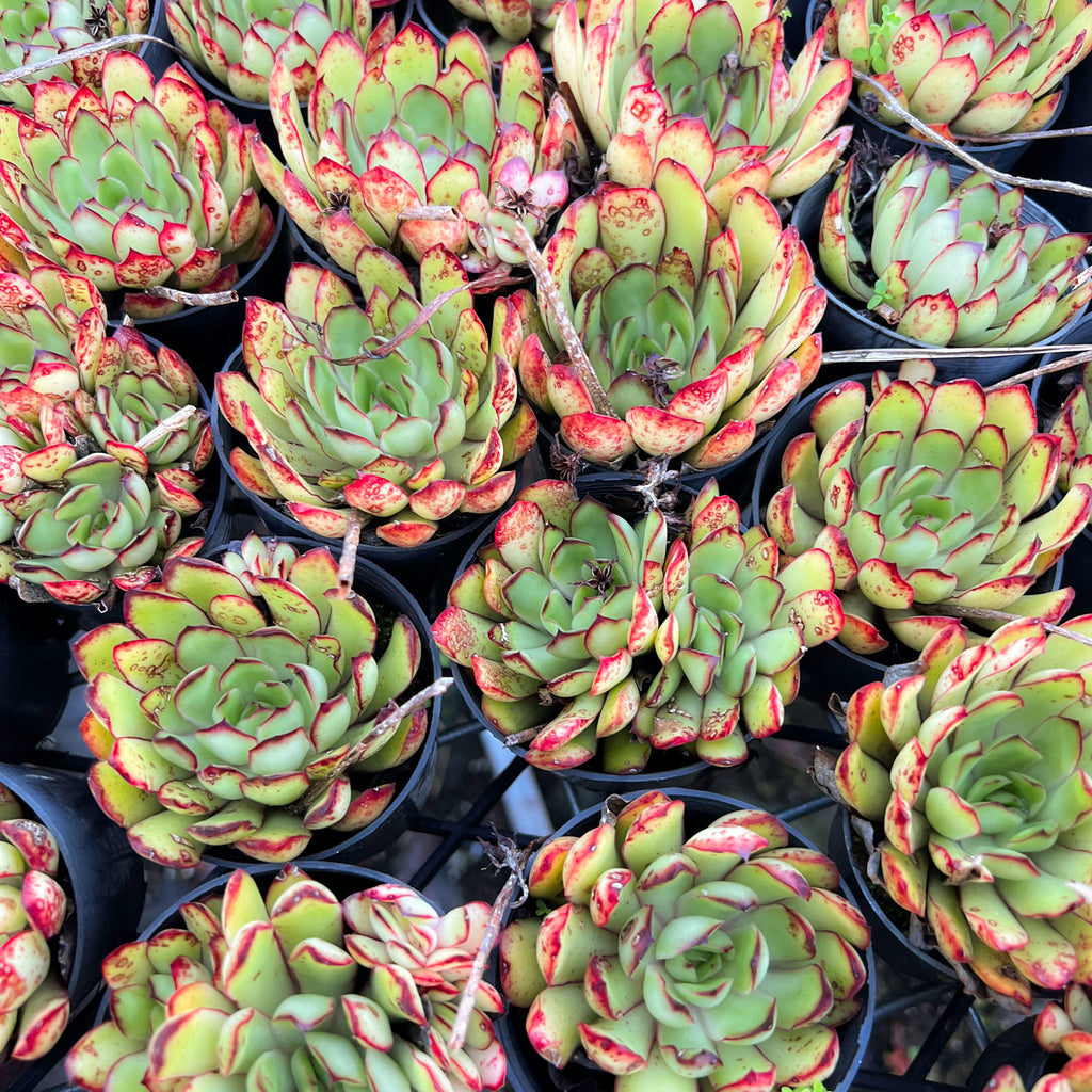 [PACK of 10 PLANTS] x Echeveria pulidonis 'Christmas'