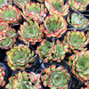 [PACK of 10 PLANTS] x Echeveria pulidonis 'Christmas'